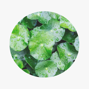 folha-de-Centella-asiatica